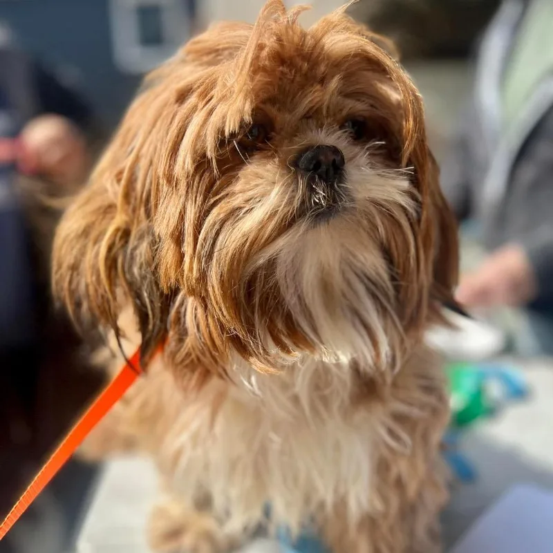 Harajuku thumbnail 6