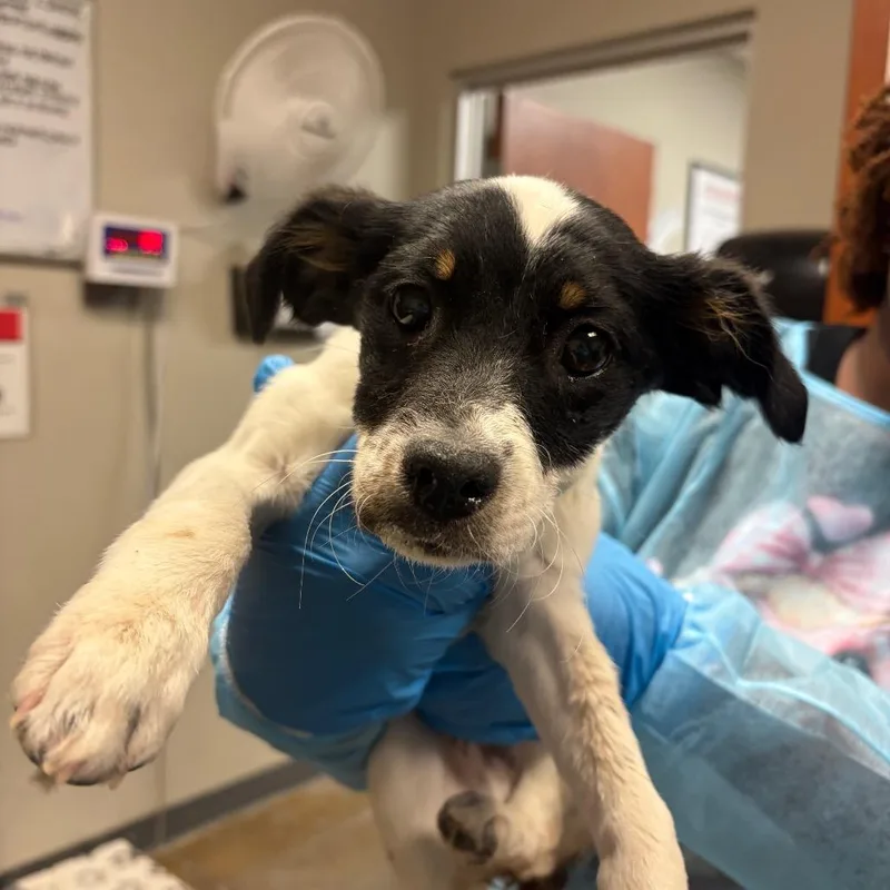 A baby small-sized male White / Cream Toy Fox Terrier dog named Maximus for adoption in Yuma, AZ