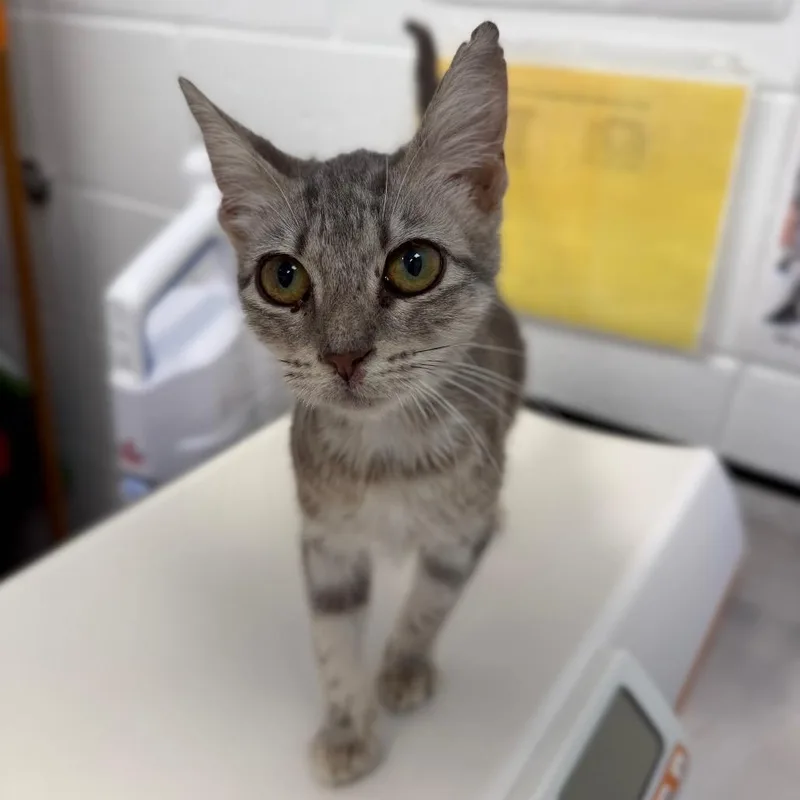 A baby small-sized female Gray / Blue / Silver Domestic Short Hair cat named Snuggle for adoption in Sarasota, FL