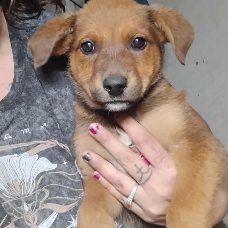 A baby medium-sized female Apricot / Beige Mixed Breed dog named Pontoon for adoption in Tacoma, WA