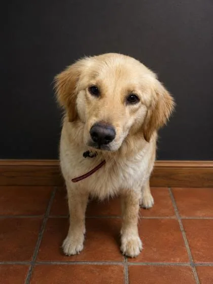 An adult medium-sized male Golden Retriever dog named Maddox for adoption in West Memphis, AR