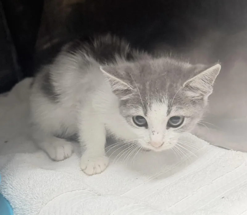 A baby small-sized female Domestic Short Hair cat named Waggles for adoption in Elizabethtown, NC