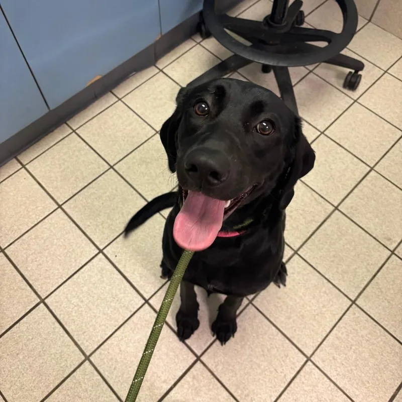 A young medium-sized female Black Mixed Breed dog named Maddy for adoption in Charleston, WV