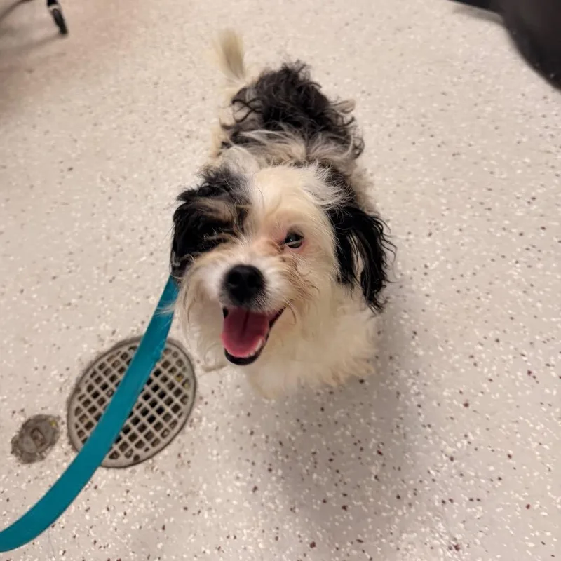 An adult small-sized male White / Cream Maltese dog named Clarence for adoption in Indianapolis, IN