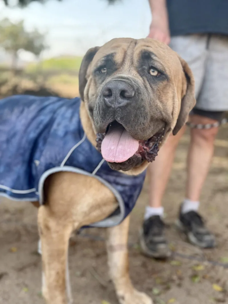 A young medium-sized male Bullmastiff dog named Hercules for adoption in Glendale, AZ