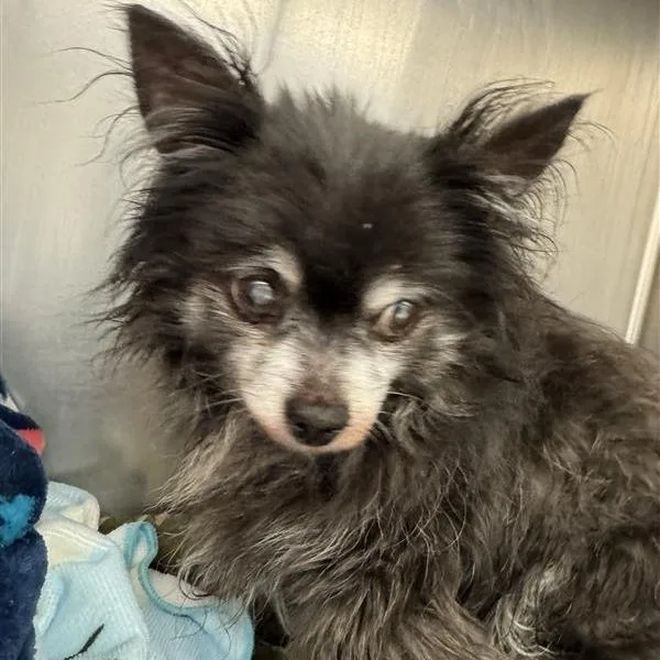 A senior small-sized male Gray / Blue / Silver Pomeranian dog named Airplane Mode for adoption in Austin, TX
