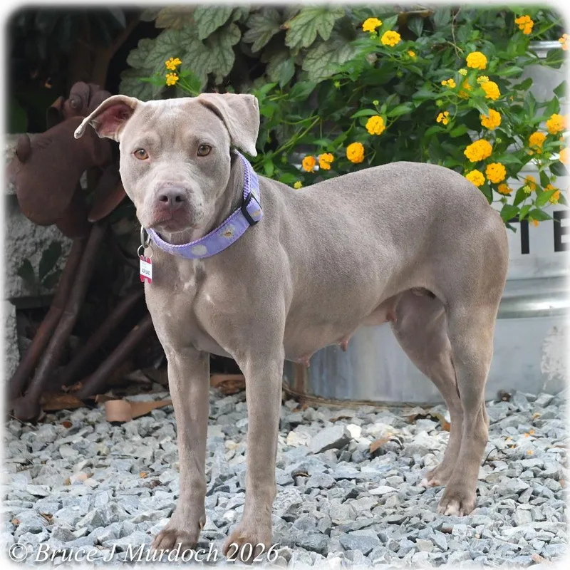 A young medium-sized female Gray / Blue / Silver Pit Bull Terrier dog named Ashland for adoption in Wake Forest, NC