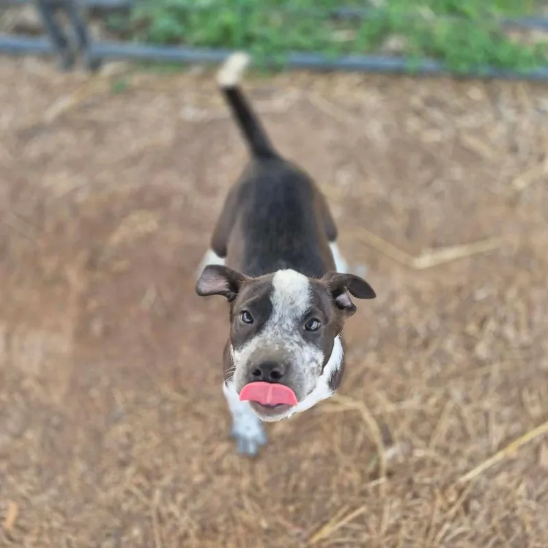 A young small-sized male Black Mixed Breed dog named Goblin for adoption in Dover, AR