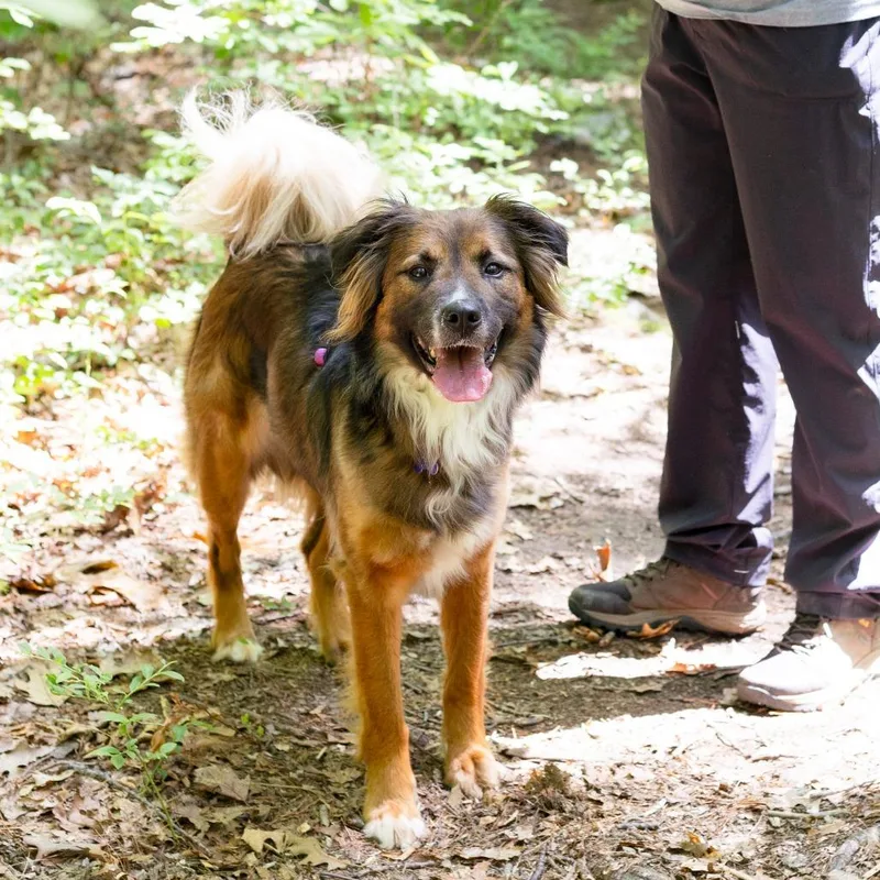 An adult medium-sized female Sable Shetland Sheepdog / Sheltie dog named Roo for adoption in Hopkinton, MA