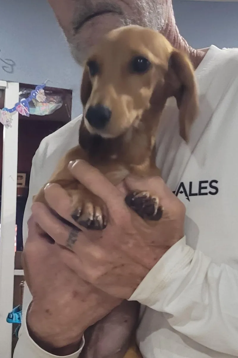 A baby small-sized female Dachshund dog named Sonnet for adoption in Chiefland, FL