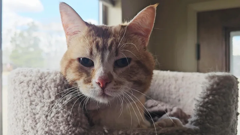An adult medium-sized male Orange & White American Shorthair cat named Doug for adoption in Pinedale, WY