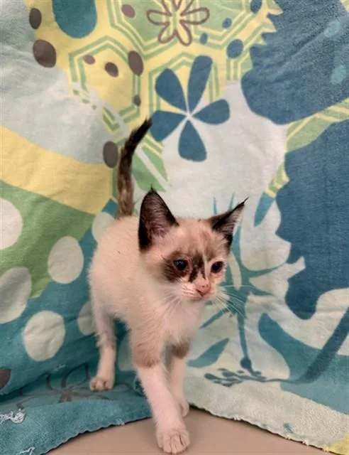 A baby small-sized female Domestic Short Hair cat named Rhaenyra for adoption in San Jose, CA