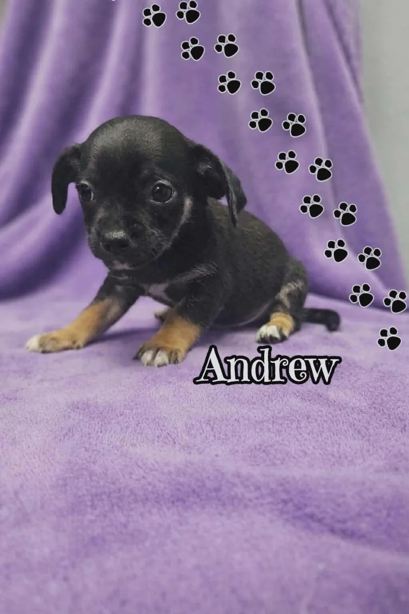 A baby small-sized male Chihuahua dog named Andrew for adoption in San Angelo , TX