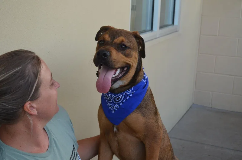 A young large-sized male Shepherd dog named Break Pad for adoption in McKinney, TX