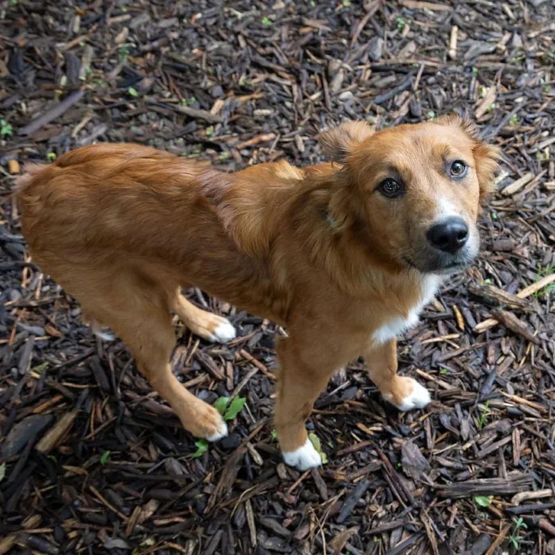 A baby medium-sized male Red / Chestnut / Orange Spaniel dog named Larry for adoption in McKean, PA