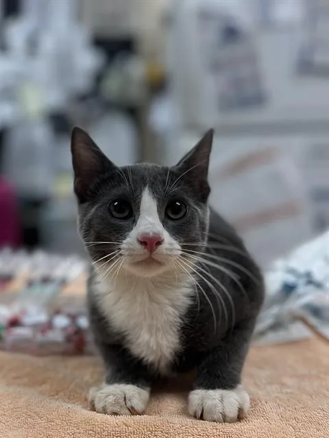 A baby small-sized male Domestic Short Hair cat named Lundy for adoption in Aliquippa, PA