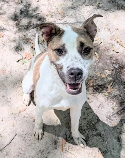 An adult large-sized male Retriever dog named Arlo for adoption in Spartanburg, SC