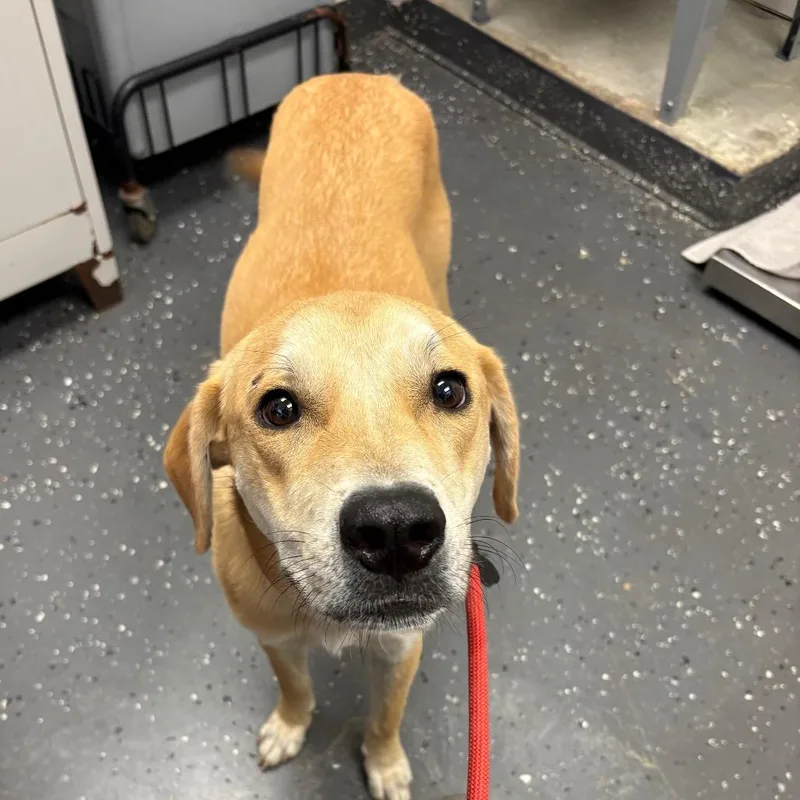 An adult medium-sized female Yellow / Tan / Blond / Fawn Mixed Breed dog named Nala for adoption in Columbiana, AL