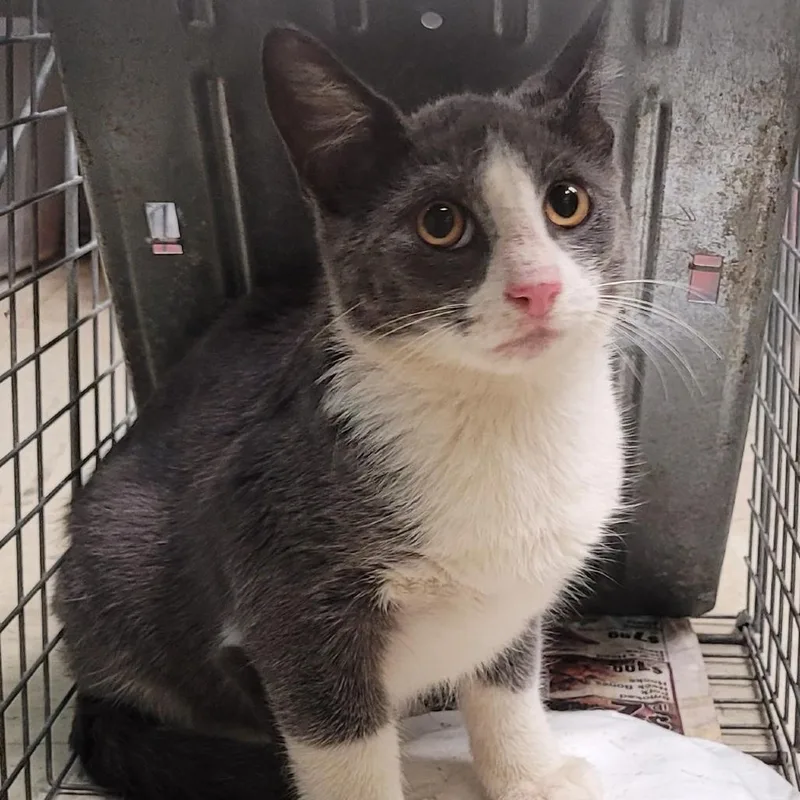 An adult large-sized male Domestic Short Hair cat named Shi for adoption in Weimar, CA