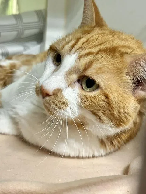 An adult medium-sized male Orange & White Domestic Short Hair cat named Oak for adoption in Muskegon, MI