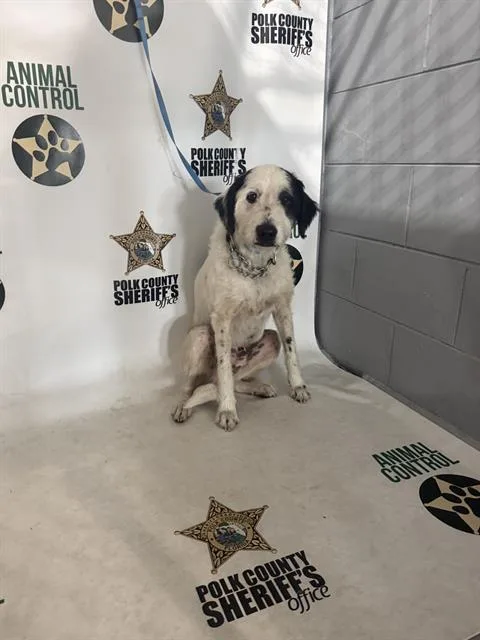 An adult medium-sized male German Wirehaired Pointer dog named Mr. Peabody for adoption in Winter Haven, FL