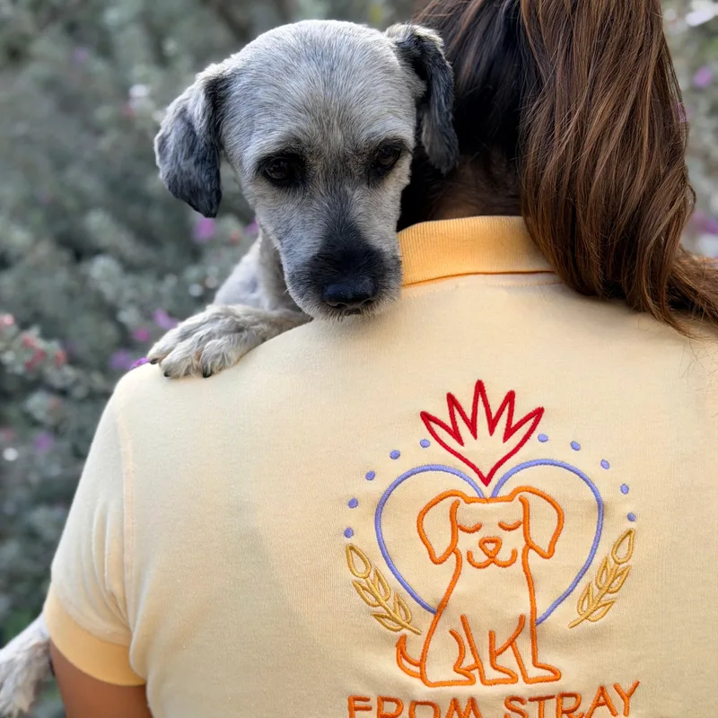 An adult small-sized male Schnauzer dog named Walter for adoption in Manvel, TX
