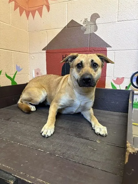 An adult medium-sized female German Shepherd Dog dog named Lottie for adoption in Castaic, CA
