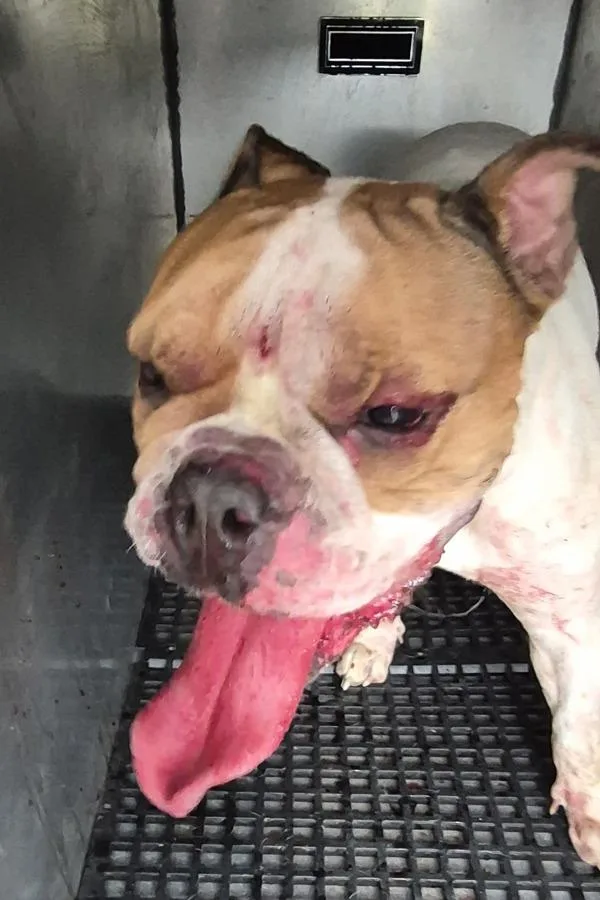 An adult medium-sized male American Bulldog dog named Ic D for adoption in Lawrenceville, GA