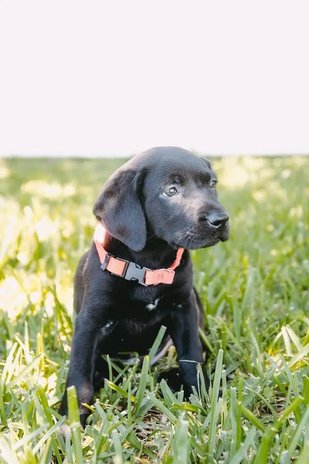 A baby medium-sized male Labrador Retriever dog named Bob $ for adoption in Milwaukee, WI