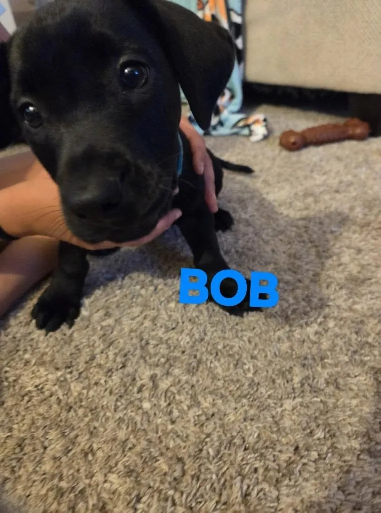 Bob $ thumbnail 5