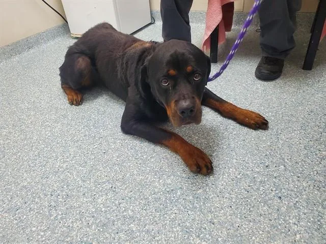 An adult large-sized female Rottweiler dog named Koana for adoption in Garland, TX