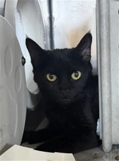 A young small-sized female Domestic Short Hair cat named Grace for adoption in San Bernardino, CA