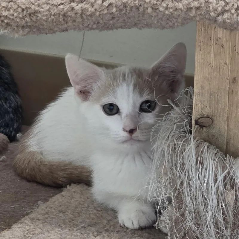A young small-sized male Domestic Short Hair cat named Butters for adoption in Midland, TX