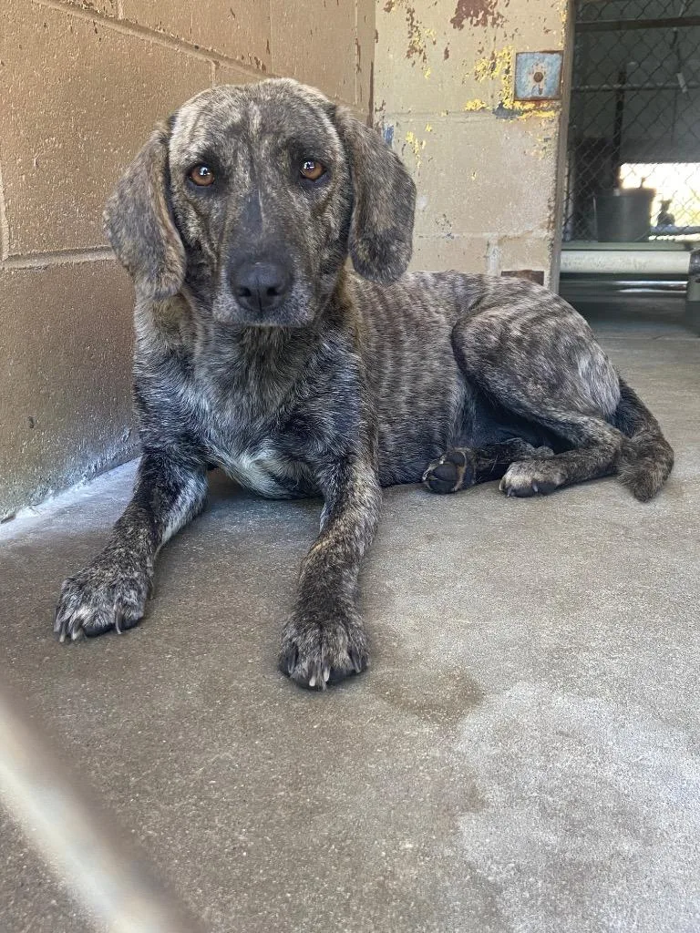 A young medium-sized female Labrador Retriever dog named Briar for adoption in Swainsboro, GA