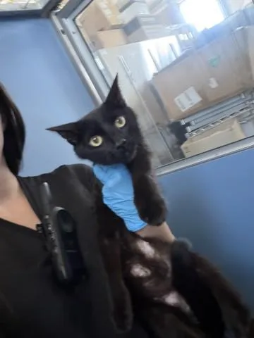 A young medium-sized female Domestic Short Hair cat named Minerva for adoption in San Bernardino, CA