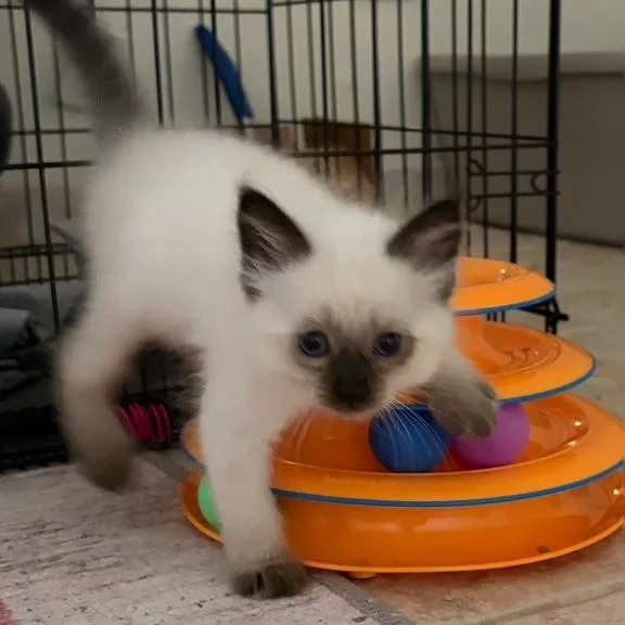 A baby small-sized female Domestic Short Hair cat named N Niamh for adoption in Arizona City, AZ