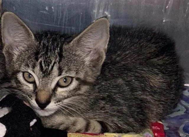 A baby small-sized female Domestic Short Hair cat named Pawclair for adoption in Sugar Land, TX