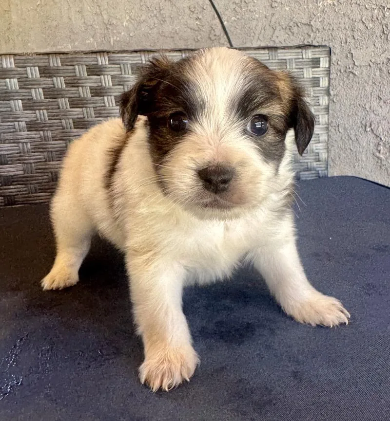 A young small-sized male White / Cream Terrier dog named Earl for adoption in Valley Village, CA