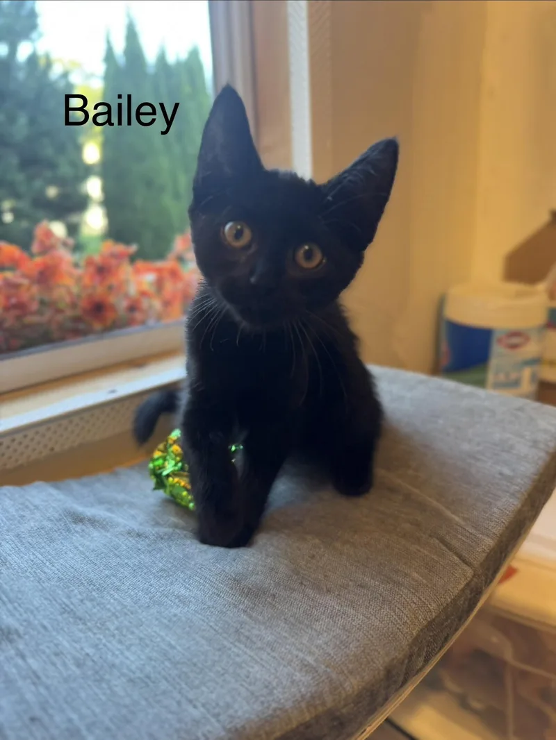 A baby small-sized male Black Domestic Short Hair cat named Bailey for adoption in Syosset, NY