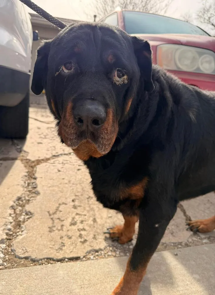 A senior large-sized male Rottweiler dog named Gummy Bear for adoption in TULSA, OK
