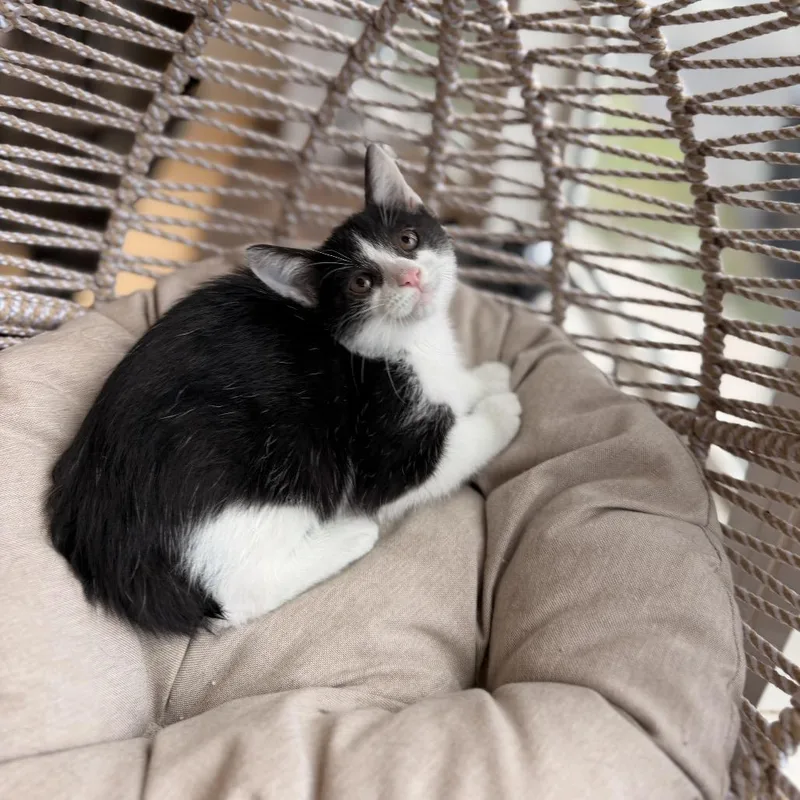 A baby small-sized male Black Domestic Short Hair cat named Cashew for adoption in Pasadena , MD