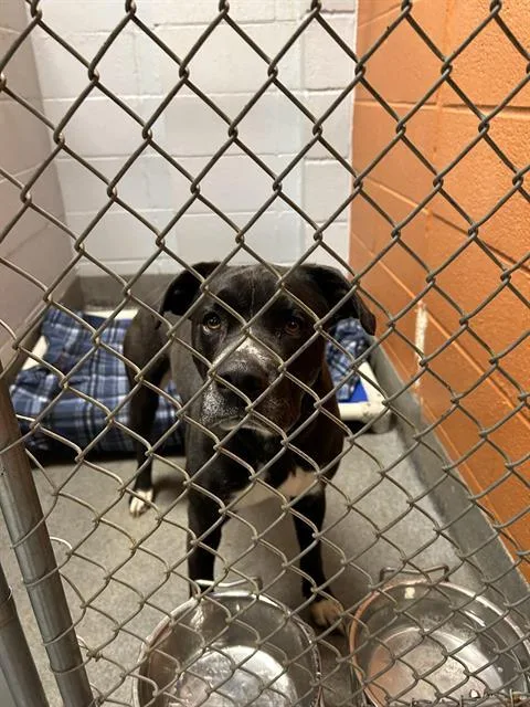An adult medium-sized male Mixed Breed dog named Lucky for adoption in Huntsville, AL