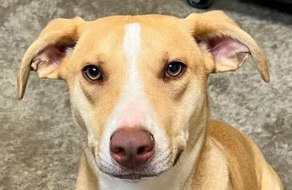 A young medium-sized male Labrador Retriever dog named Pleakley for adoption in Bloomfield, CT