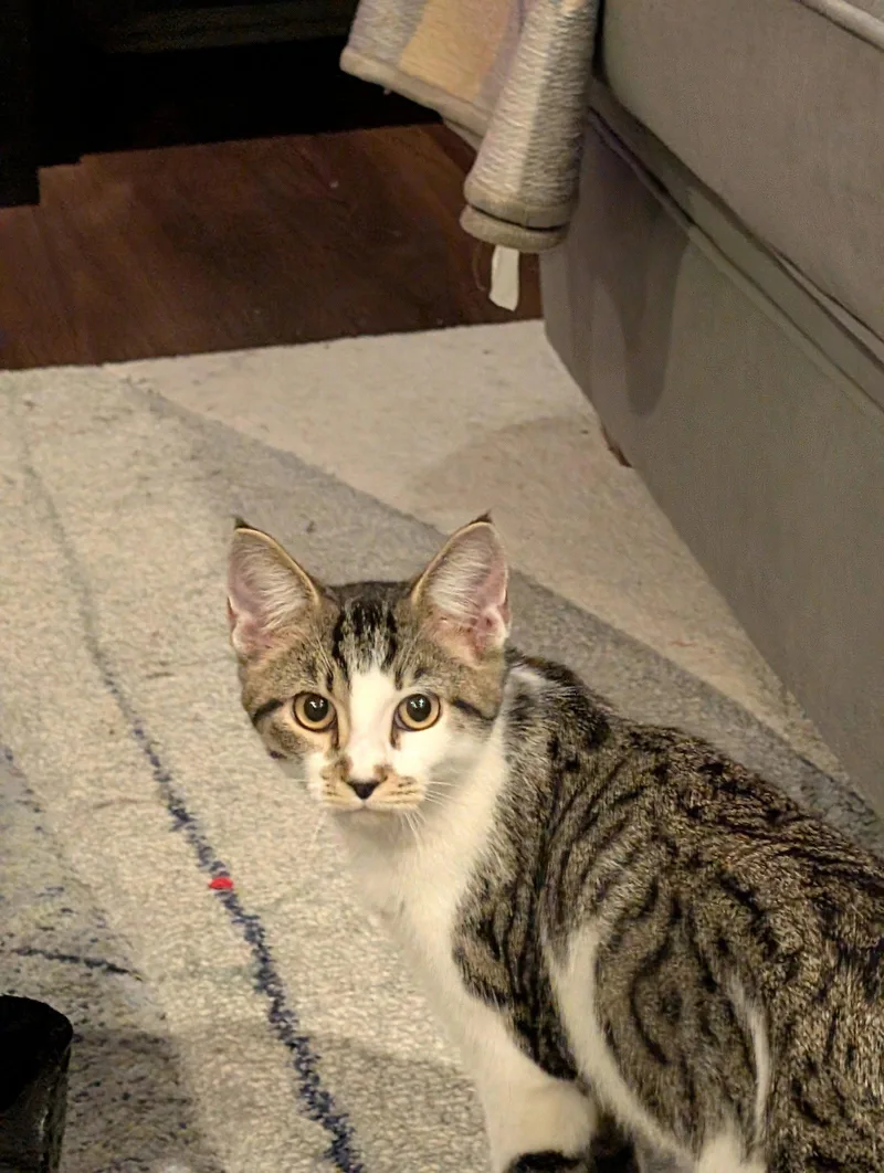 A baby medium-sized male Domestic Short Hair cat named Tommy for adoption in Cincinnati, OH
