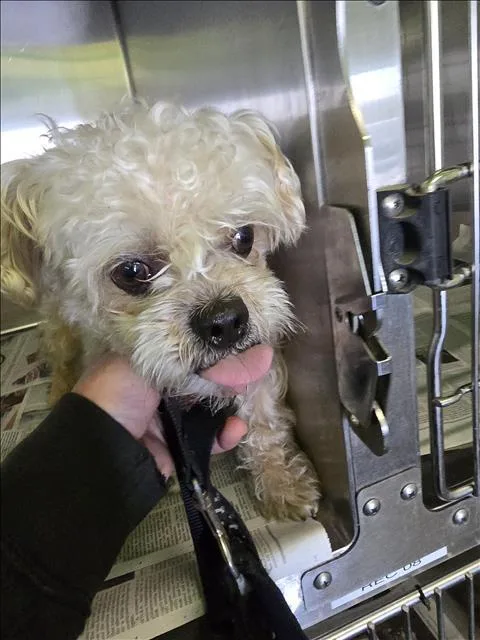 An adult small-sized male Shih Tzu dog named Snowball for adoption in Los Angeles, CA