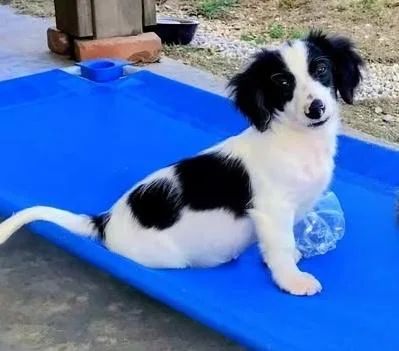 Oreo