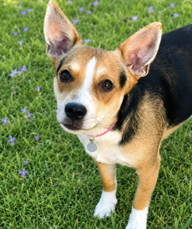 A young small-sized female Tricolor (Brown, Black, & White) Corgi dog named Lyla for adoption in Scottsdale, AZ