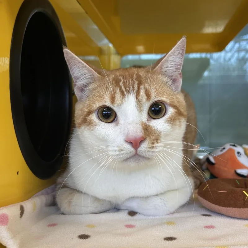A young large-sized male Orange / Red Domestic Short Hair cat named H.P. Lovecat for adoption in Abilene, TX
