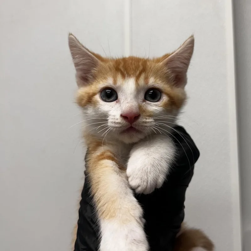 H.P. Lovecat thumbnail 2