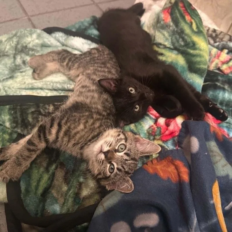 A baby medium-sized male Black Domestic Short Hair cat named Saguaro for adoption in Candler, NC